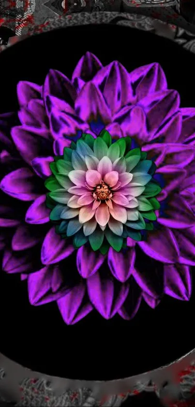 Vibrant purple flower with green center on dark background mobile wallpaper.