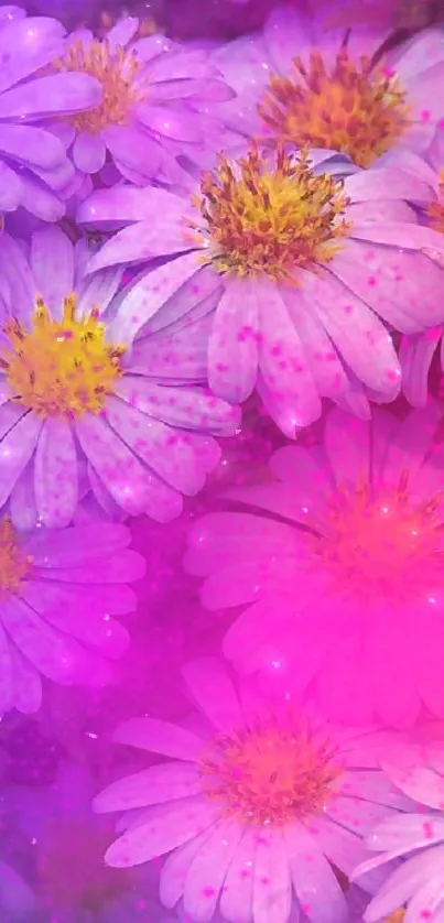 Colorful wallpaper with pink and purple daisies, creating a vibrant floral display.