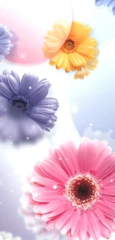 Vibrant mobile wallpaper with colorful gerbera daisies on a light blue background.