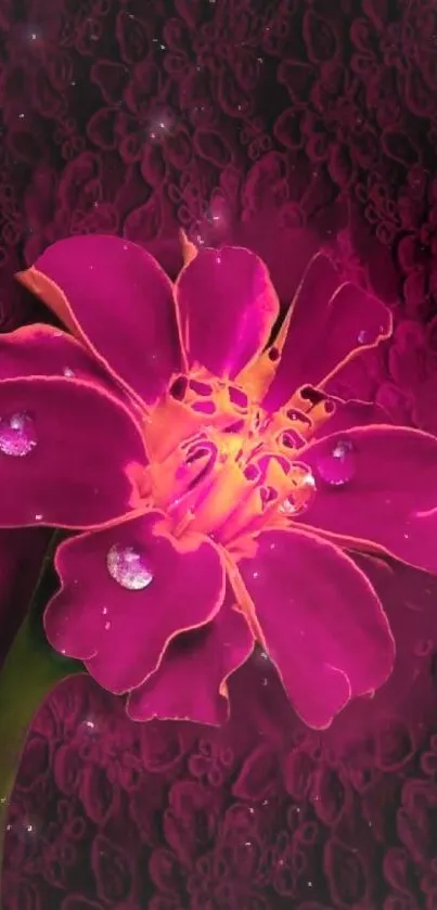 Magenta flower with dewdrops on a dark patterned background.