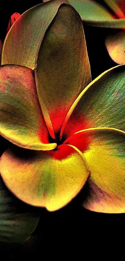 Vibrant flower with golden hues on a dark background mobile wallpaper.