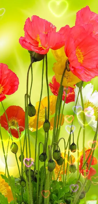 Bright poppies with green background wallpaper.