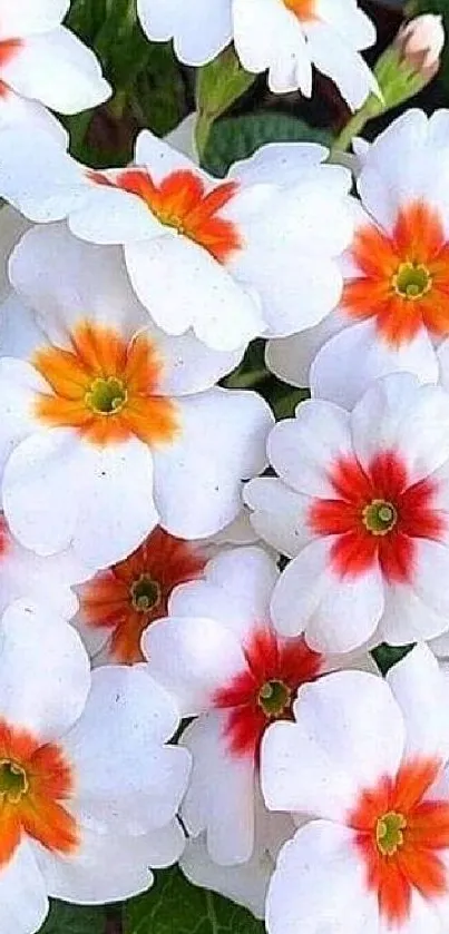 Vibrant white flowers with orange centers mobile wallpaper.