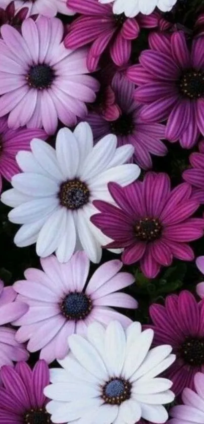 Vibrant purple and white daisy flowers in a seamless mobile wallpaper pattern.