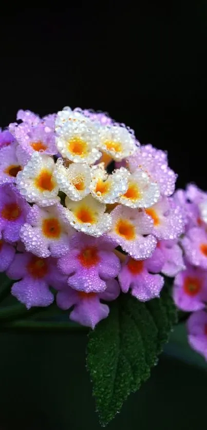 Vibrant pink and white flowers with lush green leaves.