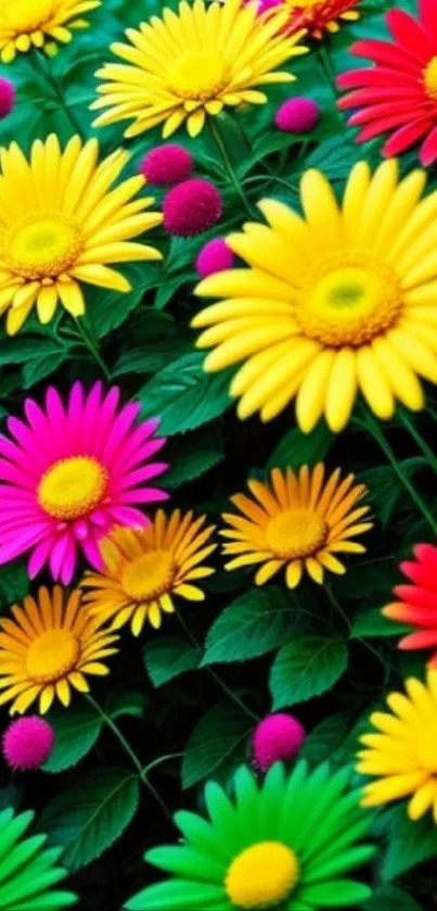 Vibrant and colorful daisies amidst lush green leaves.