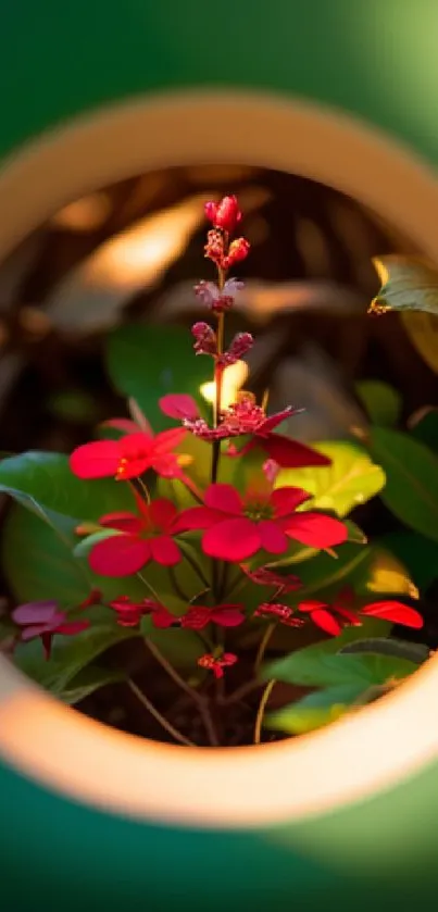 Vibrant red flowers with green leaves in circular frame.