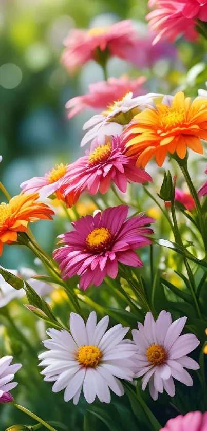 Vibrant garden with colorful flowers in sunlight