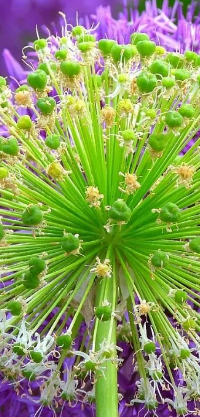 Vibrant green and purple allium flower mobile wallpaper.