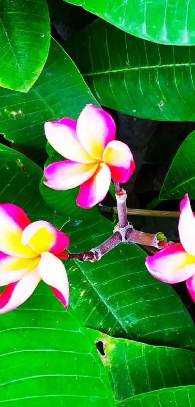 Vibrant pink and yellow flowers with lush green leaves in a mobile wallpaper.