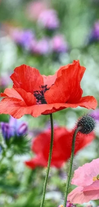 Vibrant red poppy flowers in a colorful, blooming field.