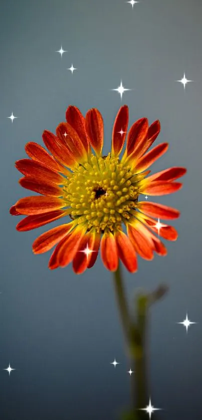 Vibrant daisy against gray background, ideal for mobile wallpaper.