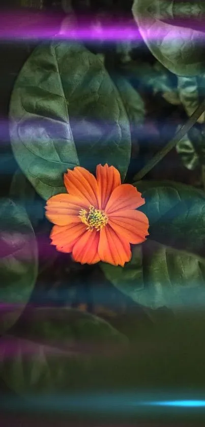 Vibrant orange flower with dark green leaves and colorful light streaks.