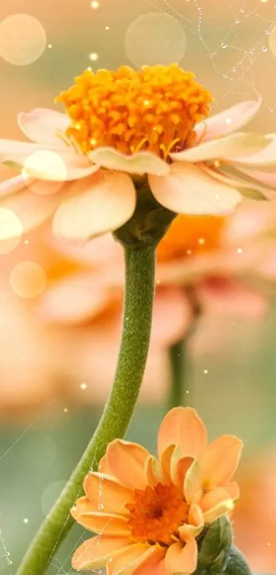 Orange flower with bokeh lights wallpaper.