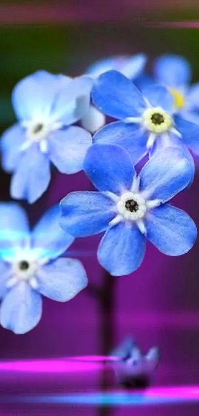 Vivid blue floral blossoms on a colorful mobile wallpaper.