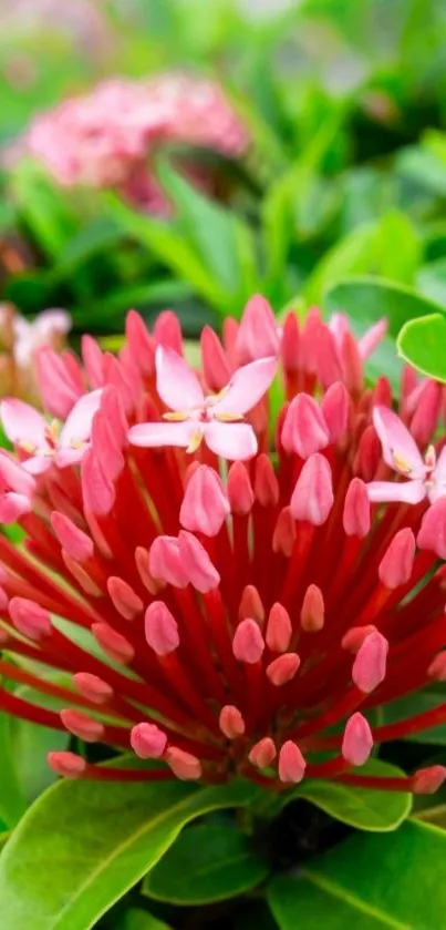 Vibrant pink flower with lush green leaves background.