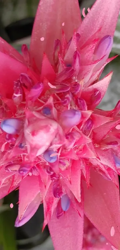 Close-up of vibrant pink tropical flowers with green leaves.