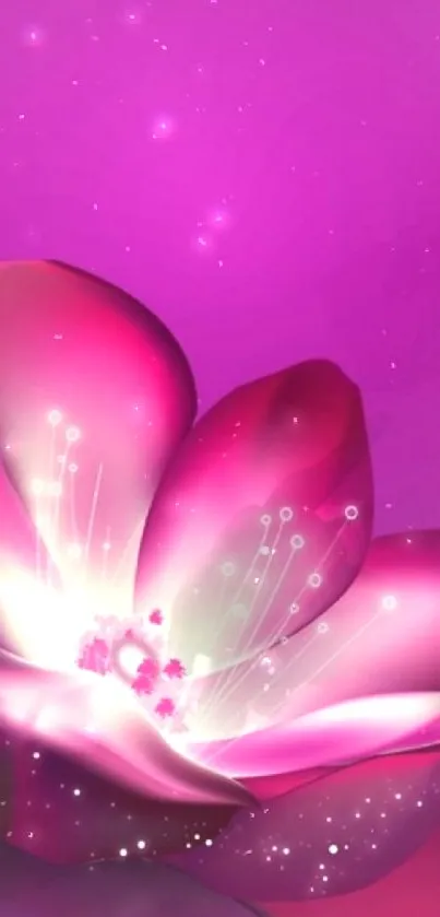 Vibrant pink flower with glowing petals on a magenta background wallpaper.