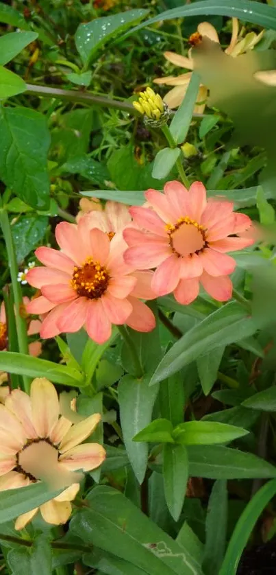 Peach and cream flowers with lush green leaves in a vibrant mobile wallpaper.