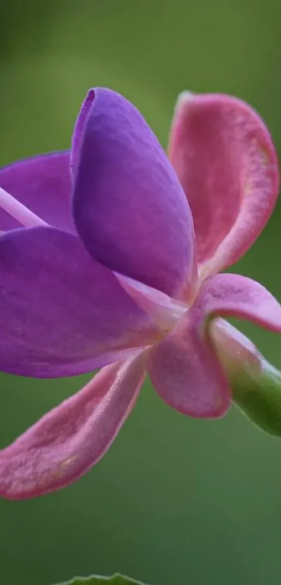 Purple flower with green background wallpaper.