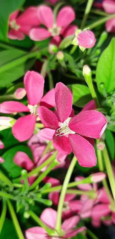 Vibrant pink floral wallpaper with green leaves.