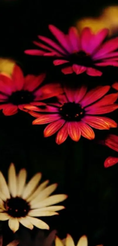 Vibrant floral wallpaper with bright colorful petals against a dark background.