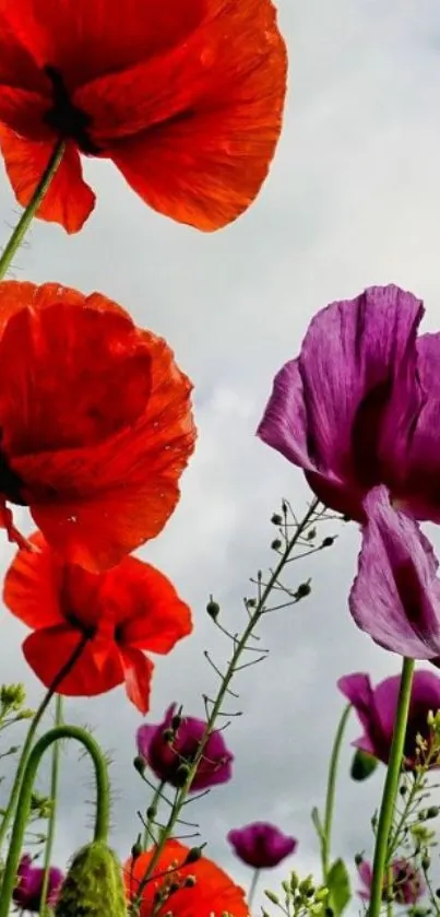 Vivid red and purple flowers bloom against a cloudy sky in this colorful wallpaper.