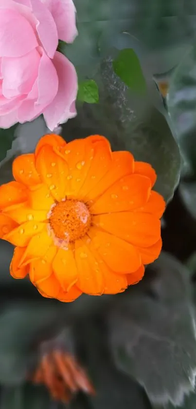 Orange and pink flowers with lush green leaves.