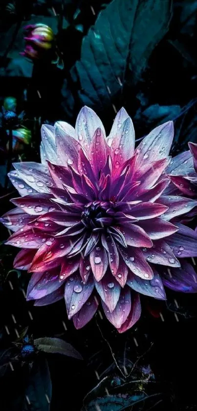 Purple and pink dahlia with dewdrops on a dark background.