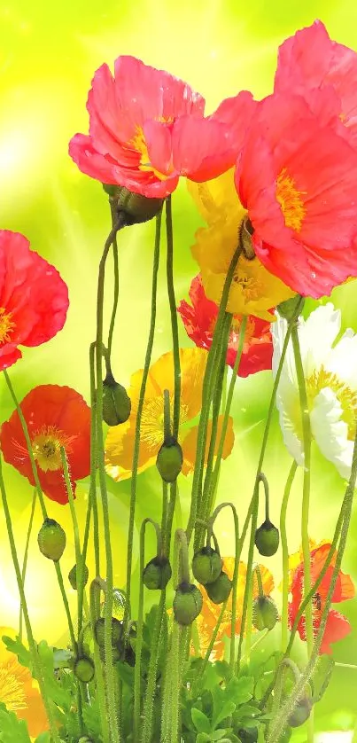 Vibrant poppy flowers against a vivid green background, perfect smartphone wallpaper.