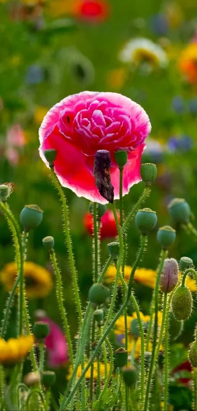 Close-up of a vibrant pink flower in a field of colorful blooms.