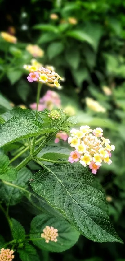 Close-up of vibrant flower with lush green leaves, perfect for phone wallpaper.