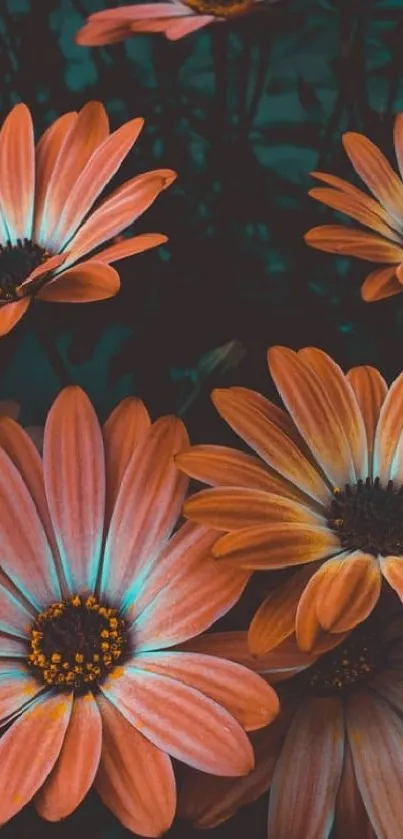 Orange daisies wallpaper with dark background.