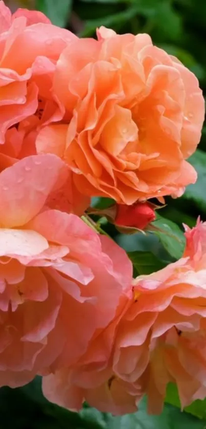 Close-up of vibrant orange roses with lush green leaves background.