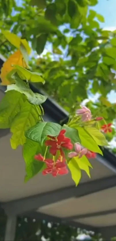 Pink blossoms with green leaves on a vine.