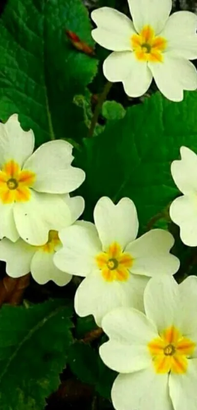 Close-up of white flowers with yellow centers surrounded by green leaves.