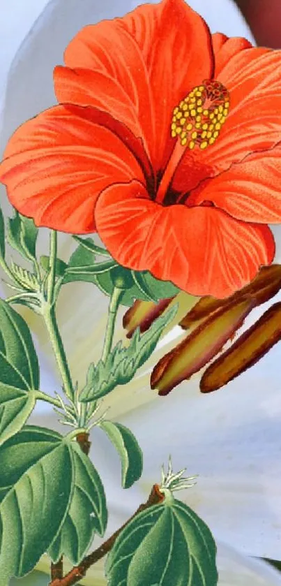 Orange hibiscus flower on bright wallpaper.