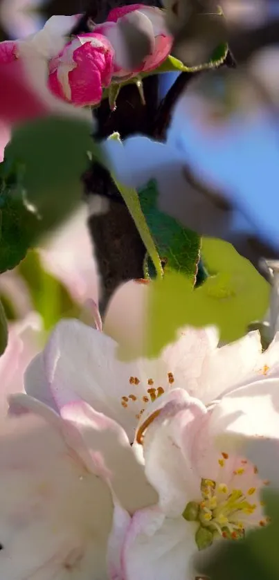 Close-up of vibrant pink and white blooming flowers.