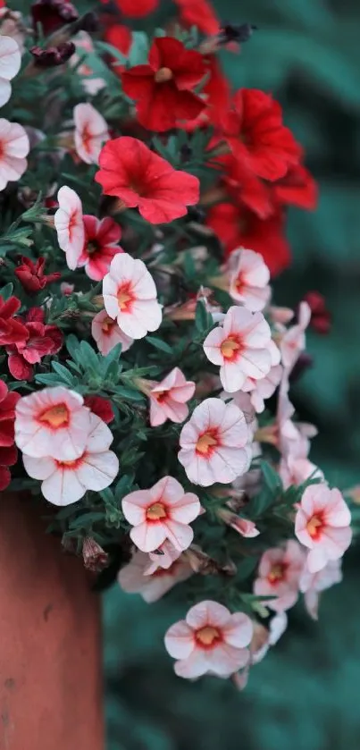 Mobile wallpaper with red and pink flowers and teal green background.