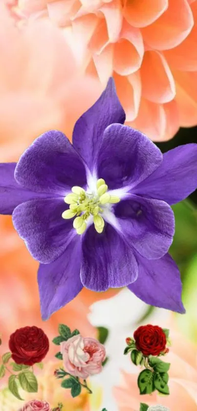 Purple flower with peach petals in background.