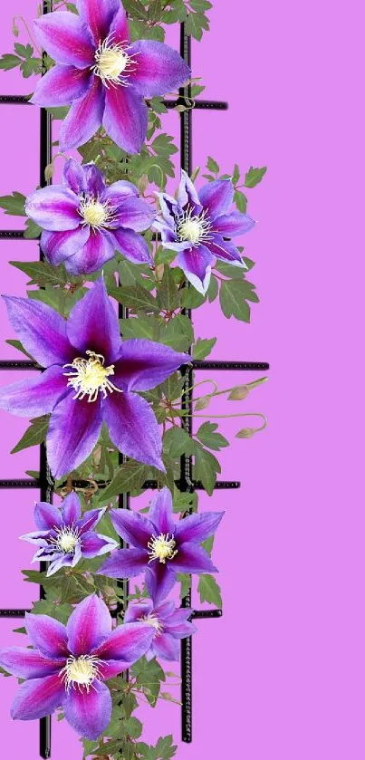 Vibrant wallpaper with purple flowers on lavender background.
