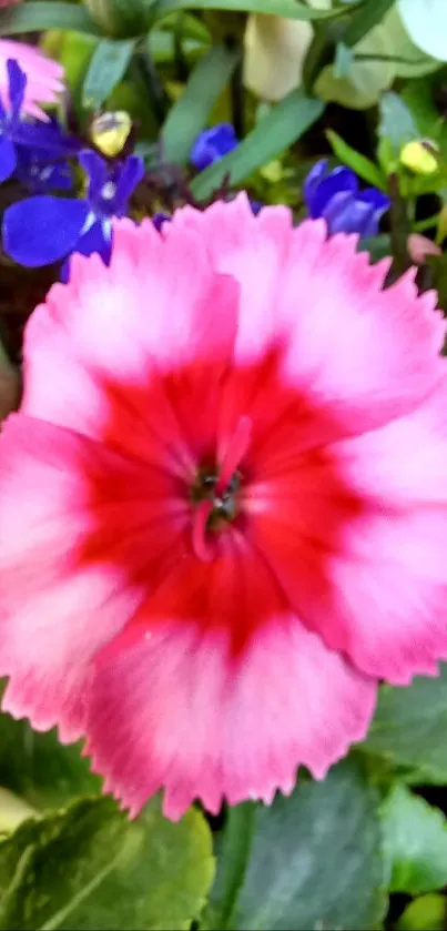 Vibrant pink flower with green leaves and blue accents.