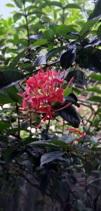 Vibrant pink flower with lush green leaves.