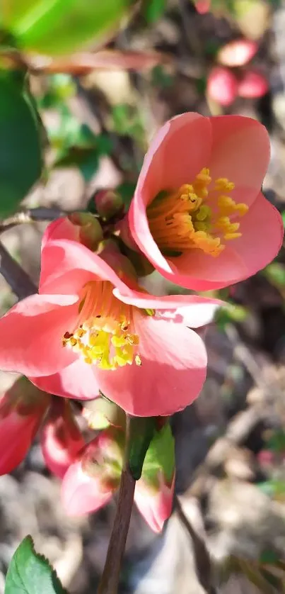 Close-up of vibrant pink flowers blossoming with soft green leaves.