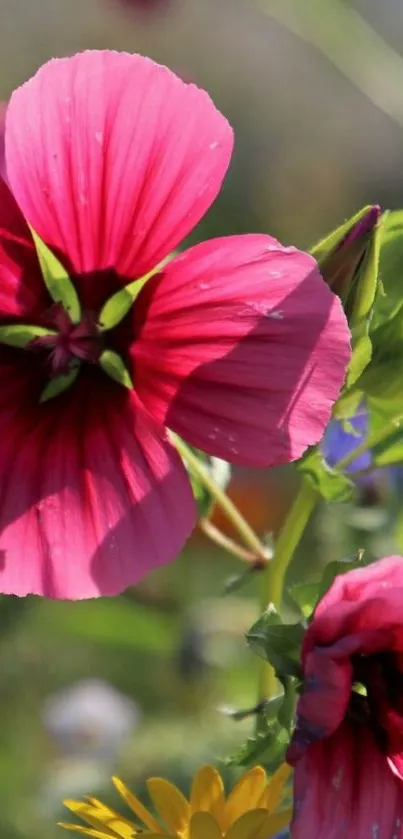 Vibrant pink flowers with green leaves in a natural setting.