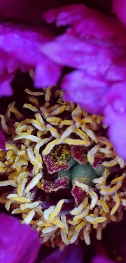 Close-up of vibrant magenta flower petals with detailed yellow center.