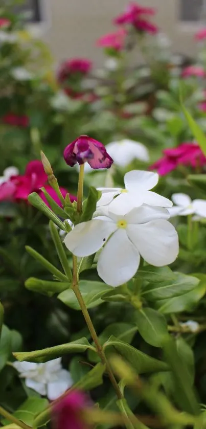 Close-up of vibrant flowers with lush greenery.