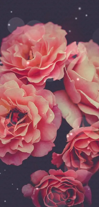 Close-up of pink roses on a dark background, perfect for mobile wallpaper.