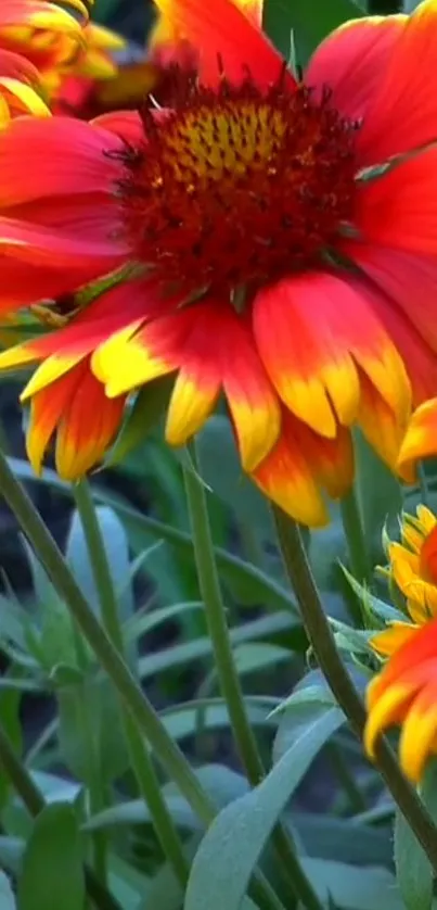 Vibrant red and orange flowers with green stems for mobile wallpaper.