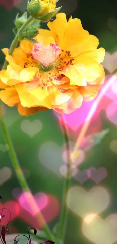 Yellow flower with heart bokeh on wallpaper.